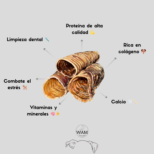 TRAQUEA DE RES WAM