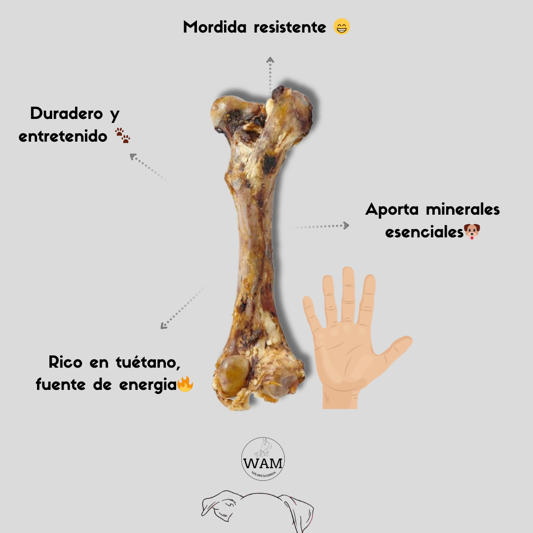 FEMUR DE RES XL WAM