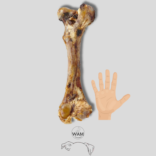 FEMUR DE RES XL WAM