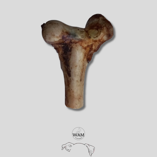 MEDIO FEMUR DE RES WAM
