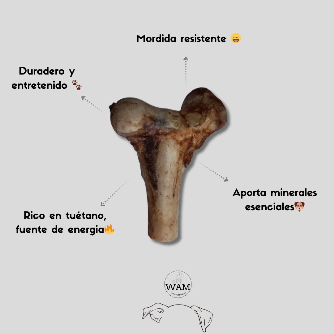 MEDIO FEMUR DE RES WAM